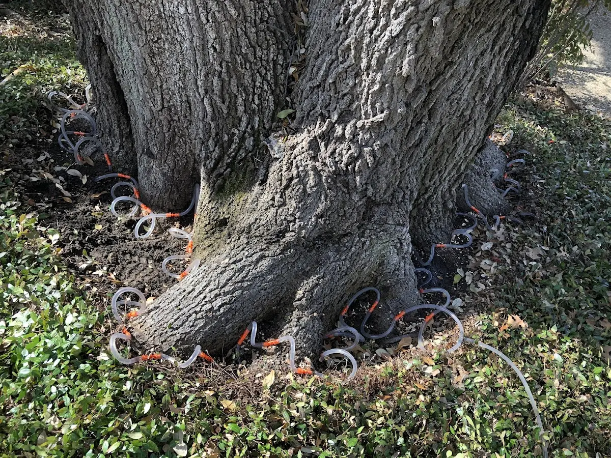 Detailed Shrub and Hedge Trimming job site in Five Points