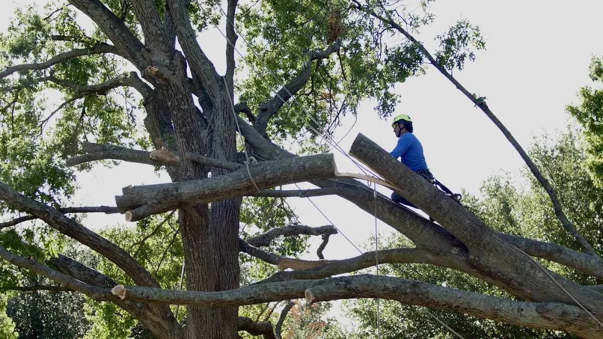 Professional Crown Thinning performed by certified arborists in Five Points