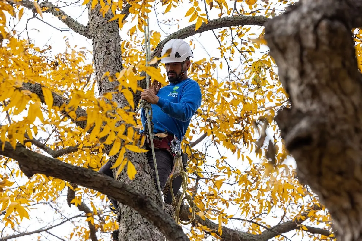 Skilled Tree Transplanting crew working in Five Points